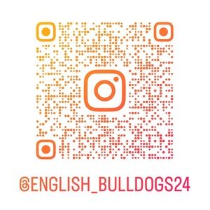 English Bulldog Puppy wear